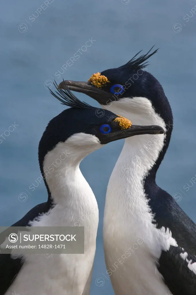 Pair of Blue-Eyed shags (Phalacrocorax atriceps), South Georgia Island, South Sandwich Islands 