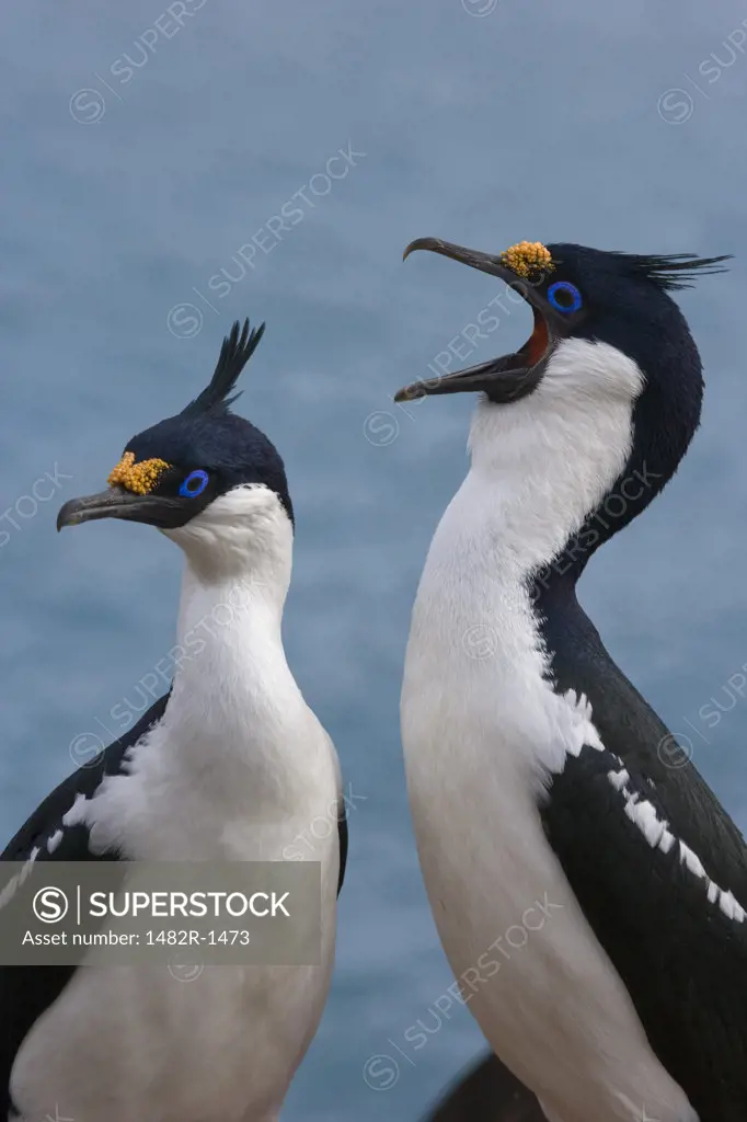 Pair of Blue-Eyed shags (Phalacrocorax atriceps), South Georgia Island, South Sandwich Islands 