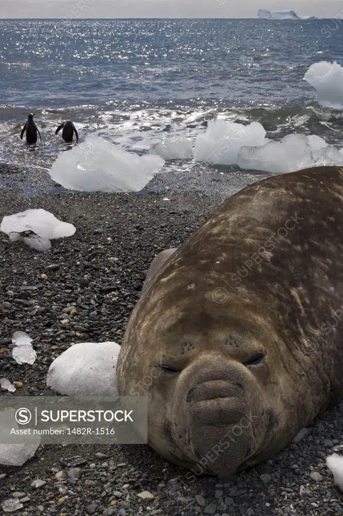 Southern Elephant seal (Mirounga leonina) on the beach with two Gentoo penguins (Pygoscelis papua) in the background, Wirik Bay, South Georgia Island, South Sandwich Islands
