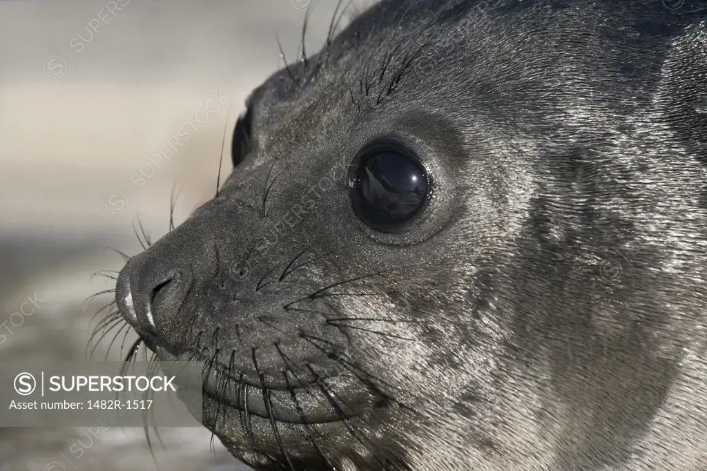 Close-up of a Southern Elephant seal pup (Mirounga leonina), South Georgia Island, South Sandwich Islands