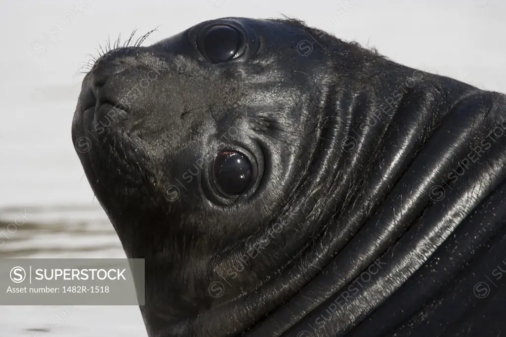 Close-up of a Southern Elephant seal pup (Mirounga leonina), South Georgia Island, South Sandwich Islands