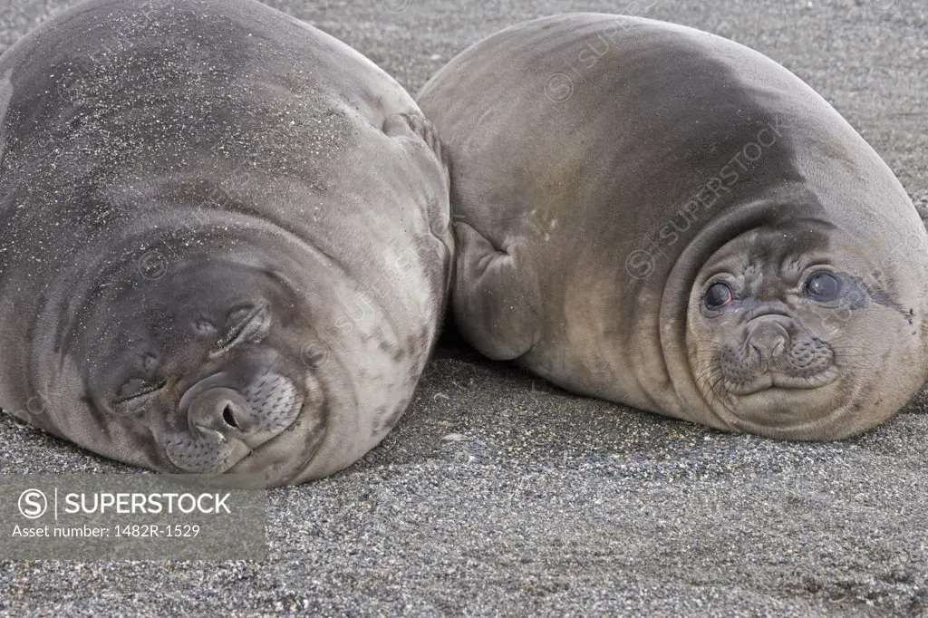 Two Southern Elephant seal pups (Mirounga leonina) lying on sand, South Georgia Island, South Sandwich Islands