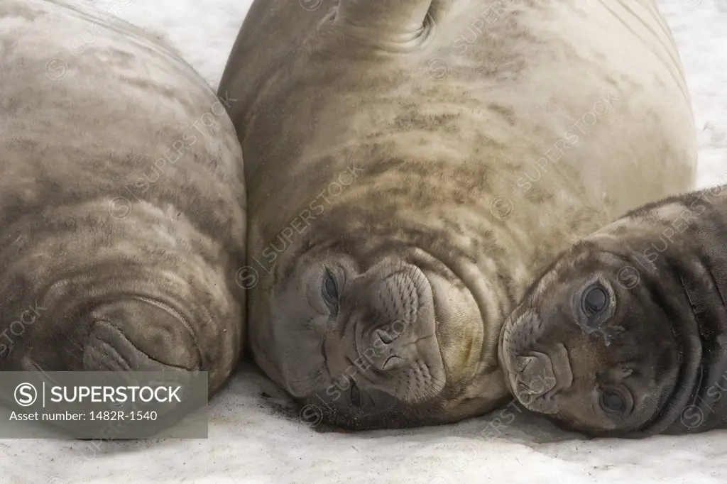 Close-up of three Southern Elephant seals (Mirounga leonina), St. Andrews Bay, South Georgia Island, South Sandwich Islands
