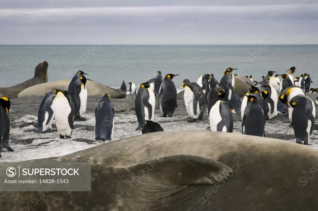 King penguins (Aptenodytes patagonicus) and Southern Elephant seals (Mirounga leonina) on the beach, St. Andrews Bay, South Georgia Island, South Sandwich Islands