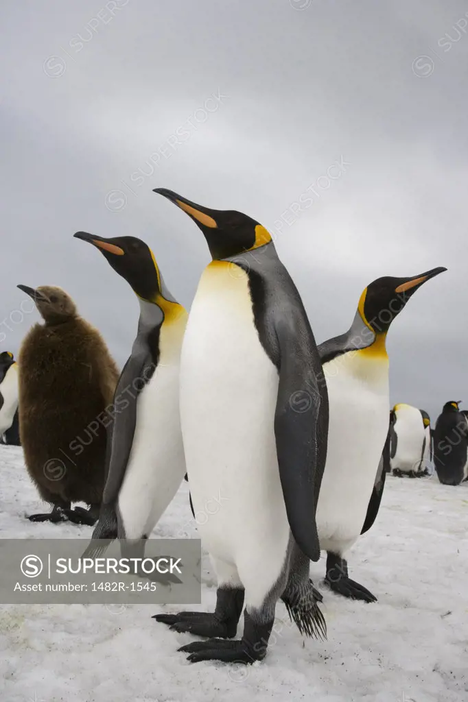 King penguins (Aptenodytes patagonicus) in snow, St. Andrews Bay, South Georgia Island, South Sandwich Islands