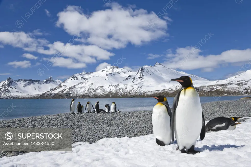 King penguins (Aptenodytes patagonicus) on the beach, Fortuna Bay, South Georgia Island, South Sandwich Islands