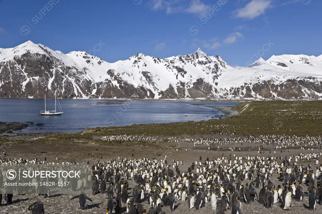 Colony of King penguins (Aptenodytes patagonicus) on the beach, Antarctic Bay, South Georgia Island, South Sandwich Islands