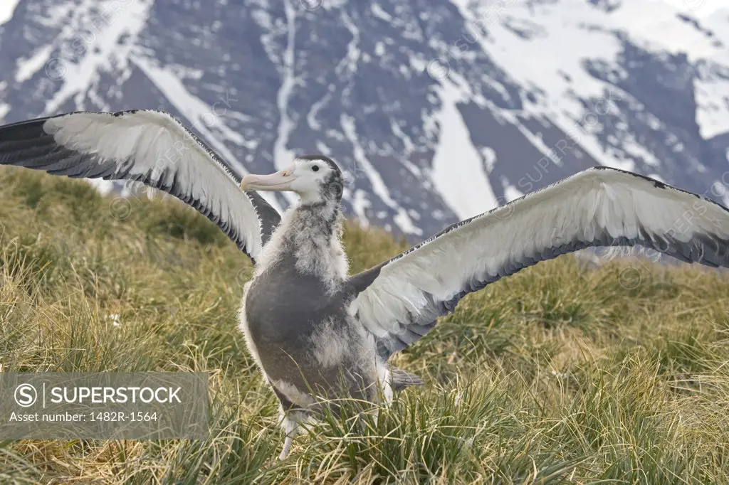 Wandering albatross chick (Diomedea exulans) spreading its wings, South Georgia Island, South Sandwich Islands