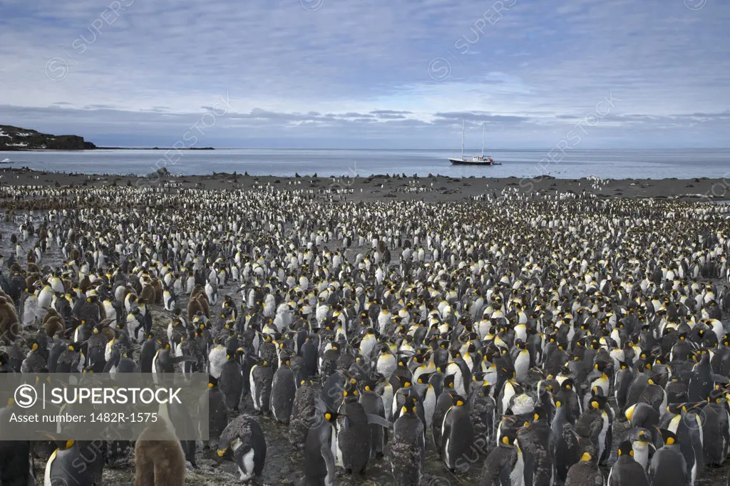 Colony of King penguins (Aptenodytes patagonicus), Right Whale Bay, South Georgia Island, South Sandwich Islands