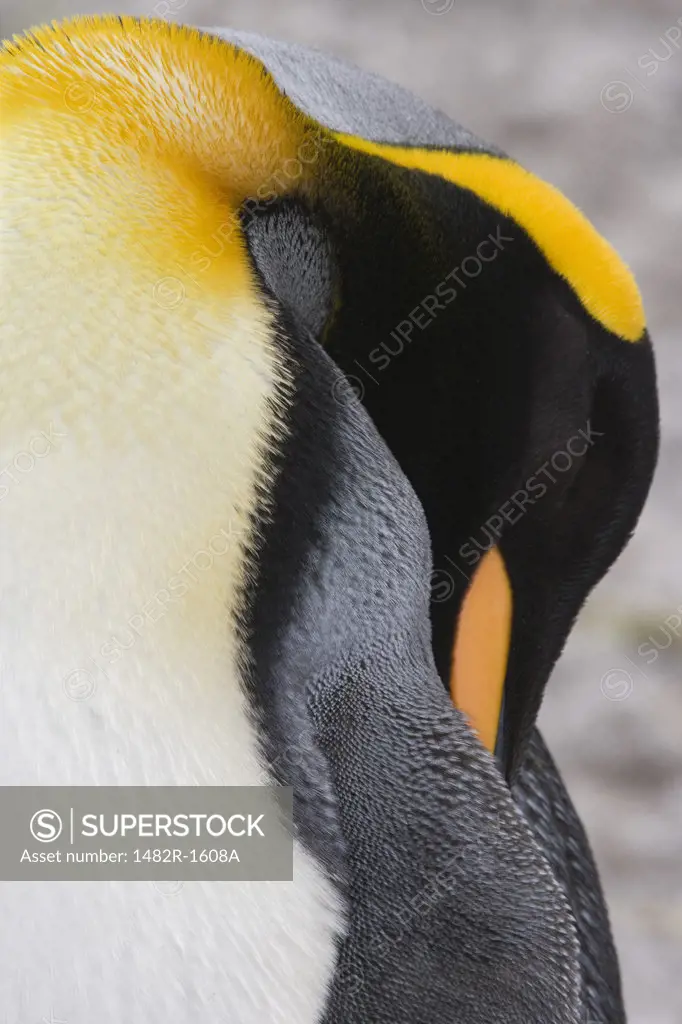 Close-up of a King penguin (Aptenodytes patagonicus) preening itself, Right Whale Bay, South Georgia Island, South Sandwich Islands