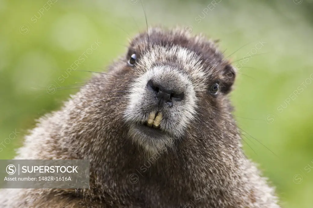 Close-up of a marmot
