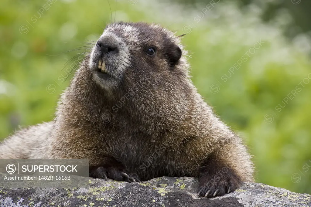 Close-up of a Marmot