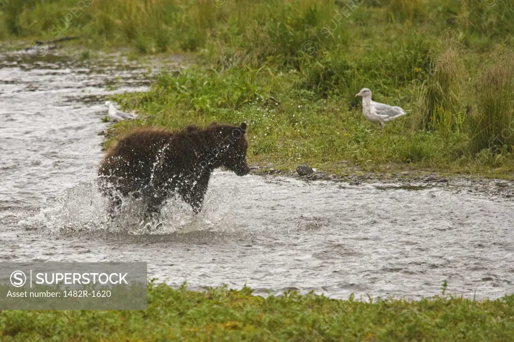 Grizzly bear (Ursus arctos horribilis) hunting for fish in a creek, Pack Creek, Alaska, USA