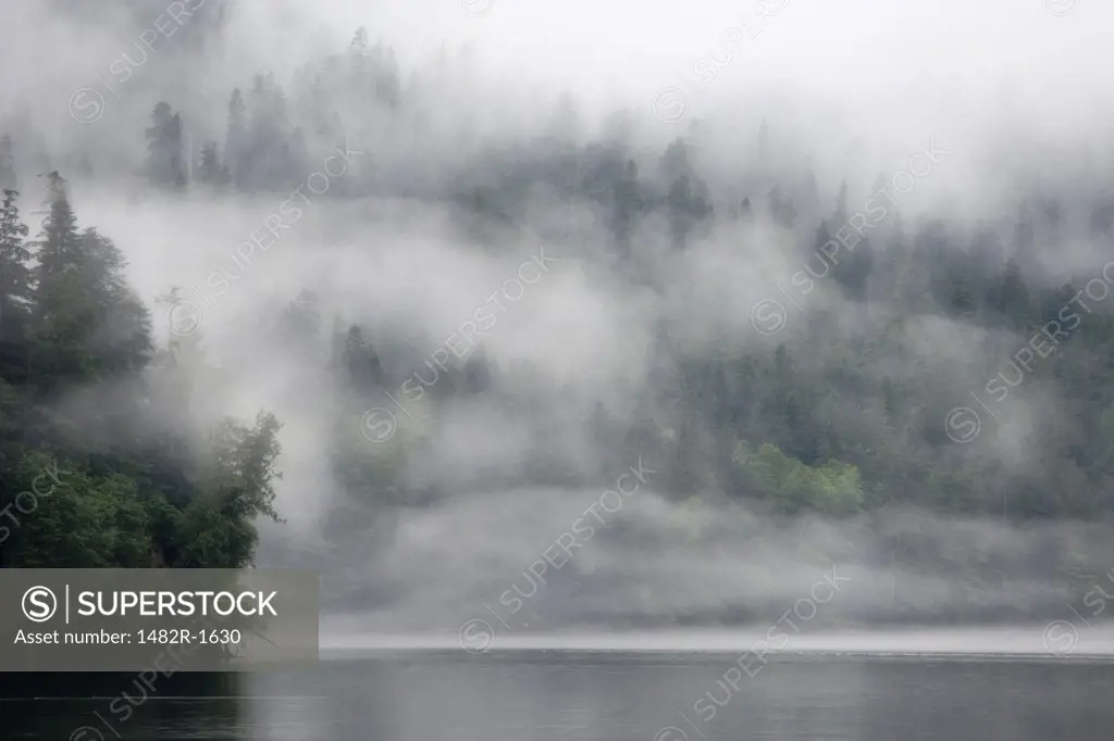 Fog covered trees covered in a forest, Fiordland Recreation Area, Fiordland Conservancy, British Columbia, Canada