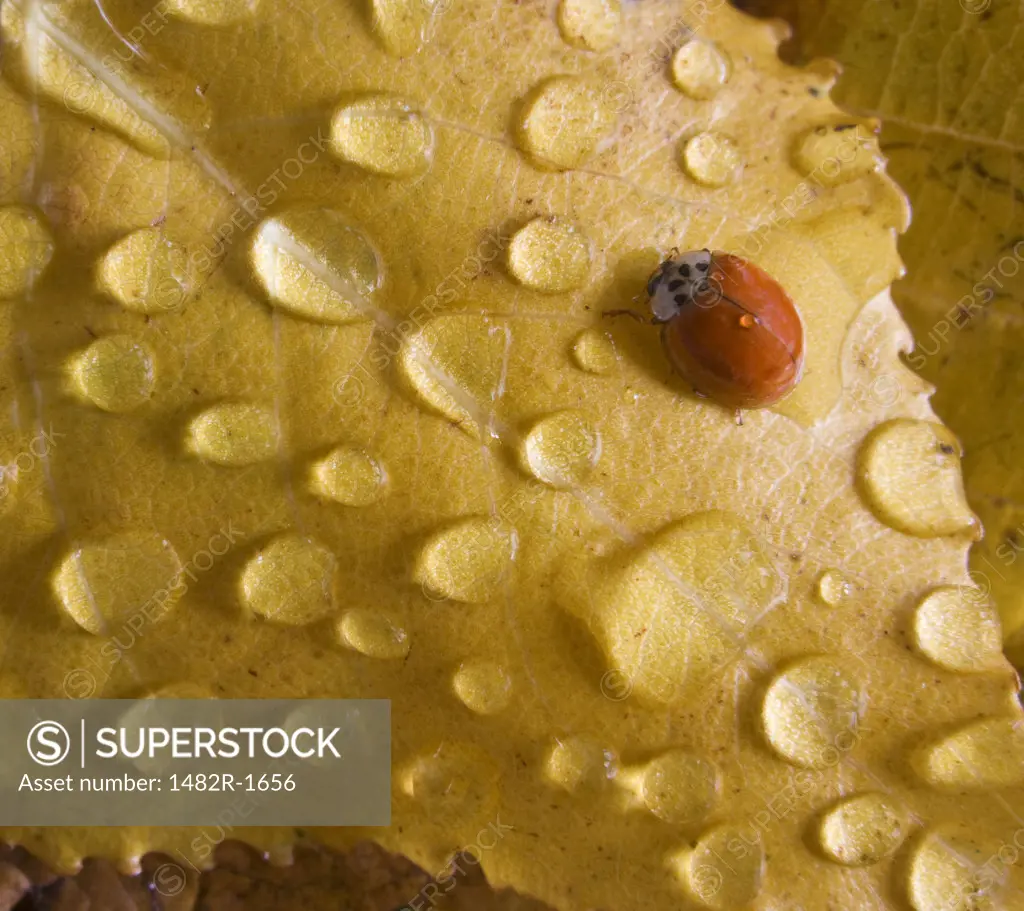 Ladybug with dew drops on a leaf