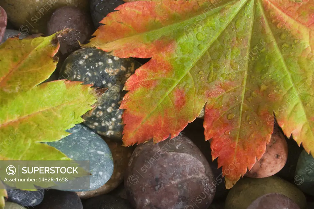 Vine maple leaves on pebbles