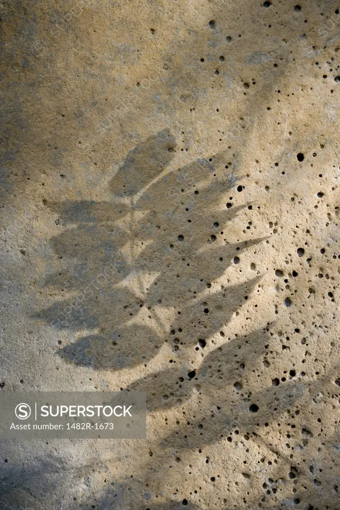 Shadow of a grape leaf on a rock, Rogue River National Forest, Oregon, USA