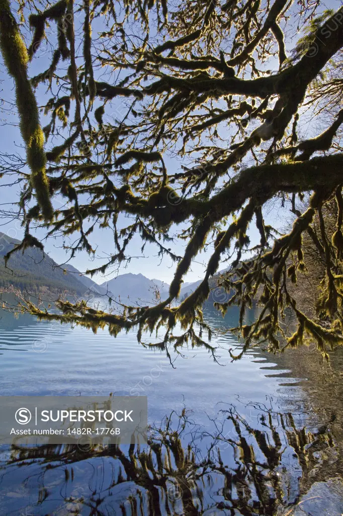 Mountains at the lakeside, Lake Crescent, Olympic National Park, Washington State, USA