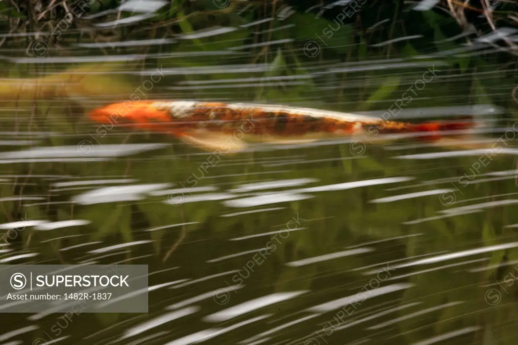 Koi carp (Cyprinus carpio) in a pond, Koi Pond, Oregon Garden, Silverton, Oregon, USA