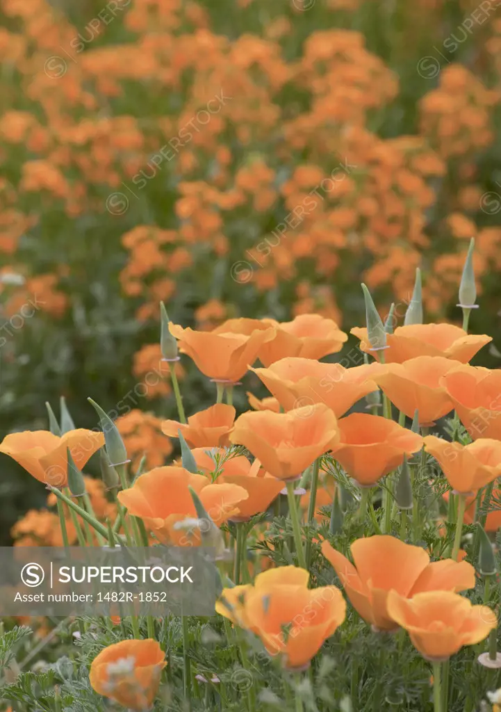 Siberian Wallflowers (Cheiranthus allionii) and California Golden Poppy (Eschscholzia californica), Silverton, Oregon, USA