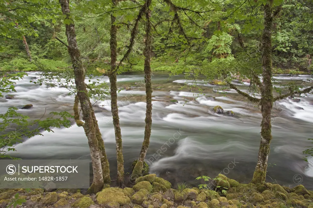 River flowing through a forest, Clackamas River, Oregon, USA