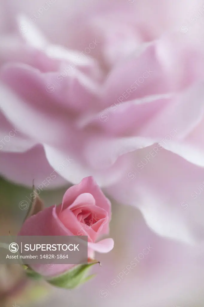 Close-up of a Bonica Rose bud