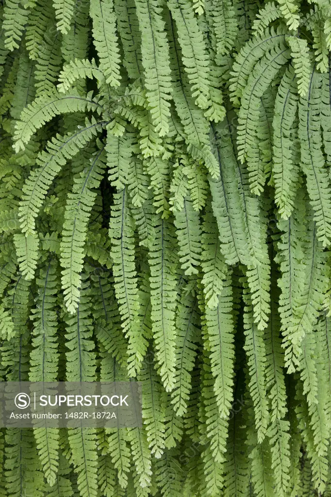 Close-up of Five Finger fern (Adiantum pedatum), Washington State, USA