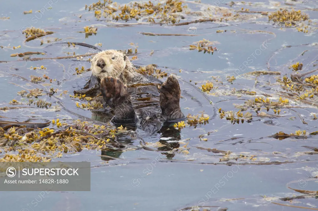 Sea otter (Enhydra lutris) floating in water, Marble Island, Glacier Bay National Park, Alaska, USA