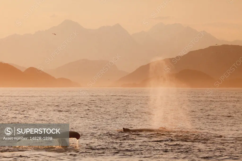 Humpback whales (Megaptera novaeangliae) breaching in the sea, Cross Sound, Alexander Archipelago, Alaska, USA
