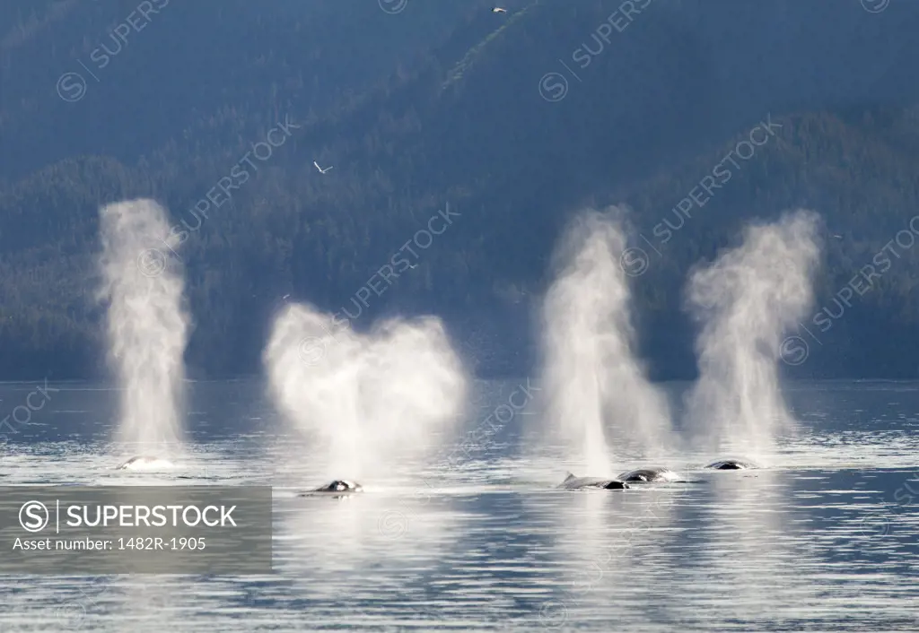 Message 'I Love U' depicted from the spout from Humpback whales (Megaptera novaeangliae), Cross Sound, Elfin Cove, Alexander Archipelago, Alaska, USA