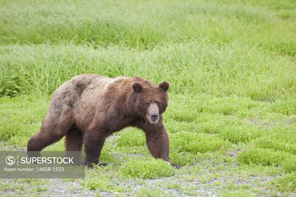 Grizzly bear (Ursus arctos horribilis) walking in a field, Admiralty Island National Monument, Pack Creek Bear Preserve, Alaska, USA