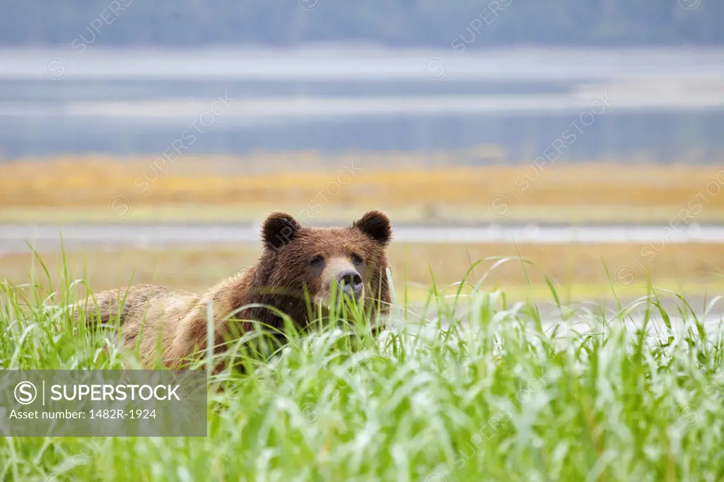Grizzly bear (Ursus arctos horribilis) hiding in grass, Admiralty Island National Monument, Pack Creek Bear Preserve, Alaska, USA