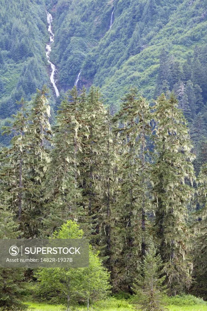 Conifer trees in a forest, Pack Creek Bear Preserve, Admiralty Island National Monument, Admiralty Island, Alaska, USA