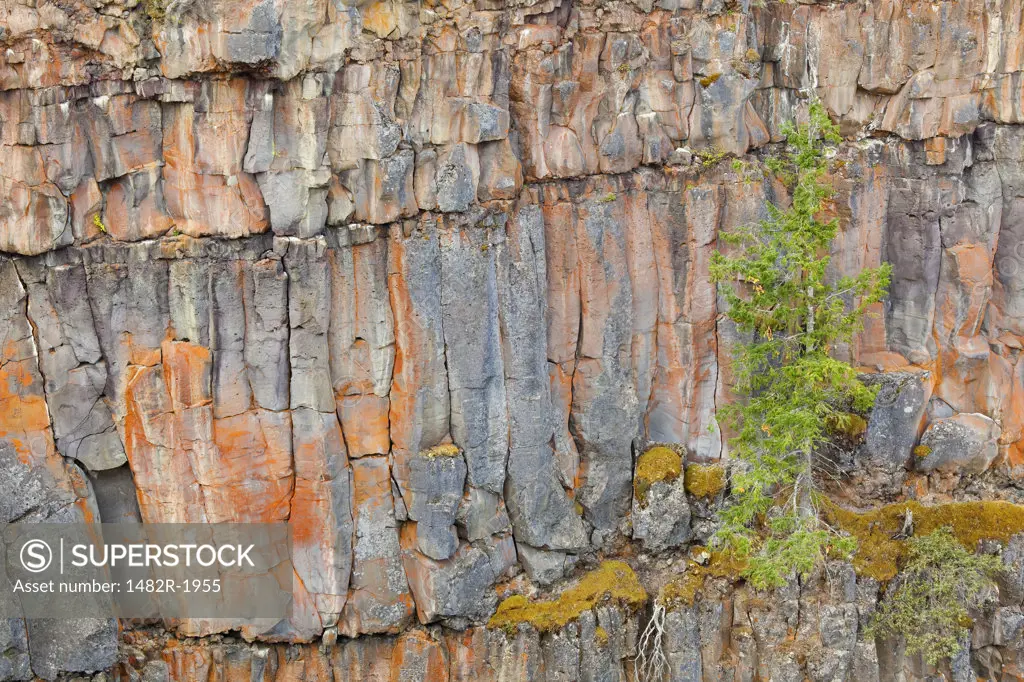 Plant on a cliff, Spahats Creek Falls, Wells Gray Provincial Park, British Columbia, Canada