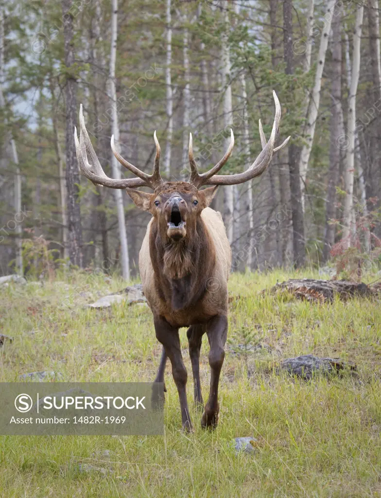 Bull elk in a forest, Jasper Lodge, Jasper National Park, Alberta, Canada