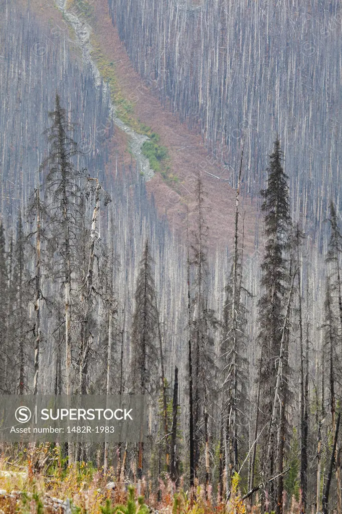 Trees in a forest fire, Kootenay National Park, British Columbia, Canada