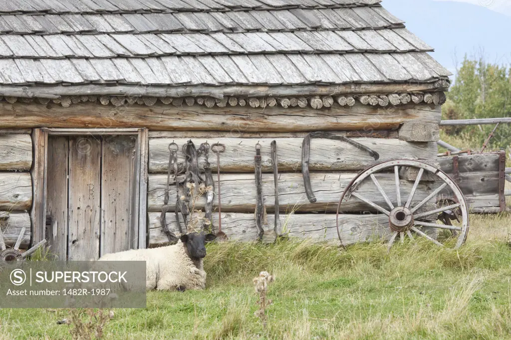 Sheep in front of a log cabin, Fort Steele, British Columbia, Canada