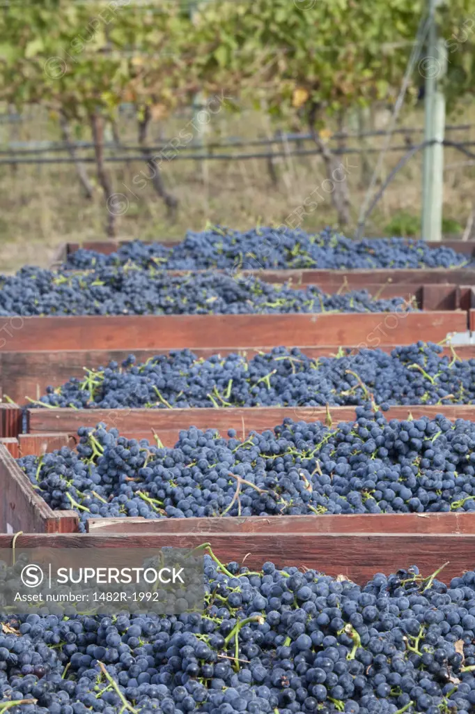 Freshly picked grapes in a vineyard, Osoyoos, British Columbia, Canada