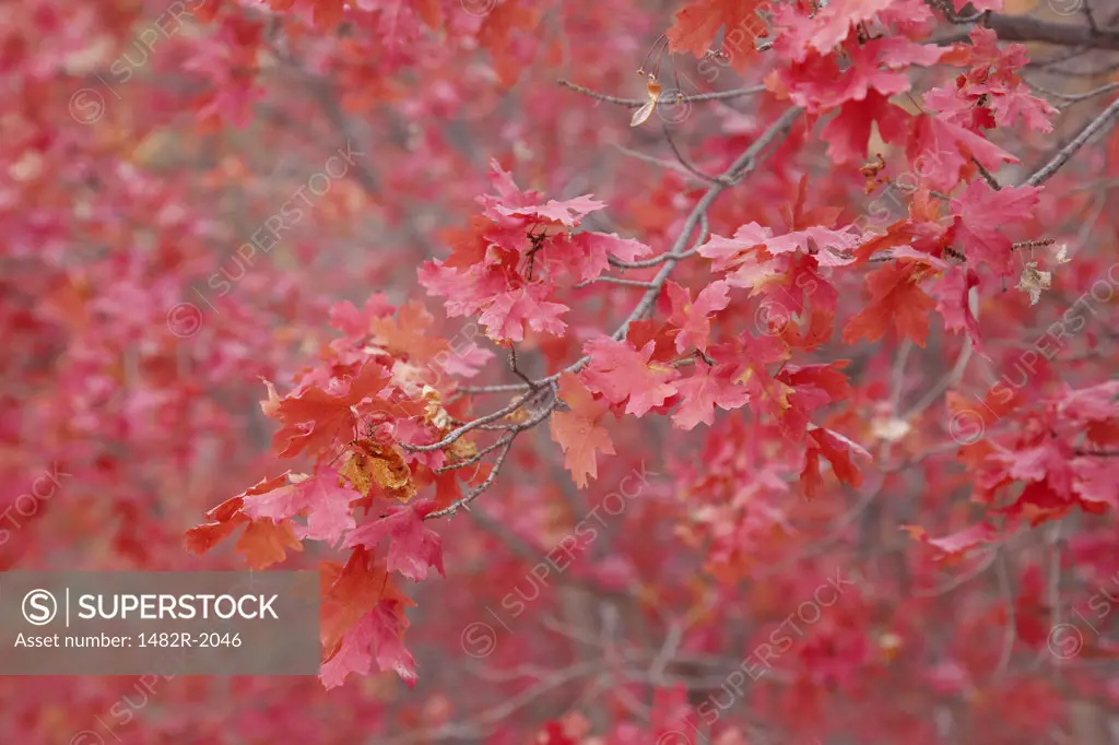 Maple tree in autumn, Zion National Park, Utah, USA