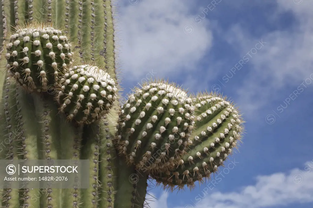 Low angle view of Saguaro cactus (Carnegiea gigantea), Tortolita Mountain Park, Tucson, Pima County, Arizona, USA