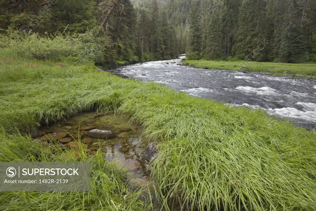 Stream flowing through a forest, Bailey Bay Hot Springs, Ketchikan, Alaska, USA
