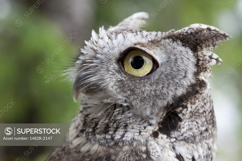 Close-up of a Western Screech-owl (Megascops kennicottii), Ketchikan, Alaska, USA