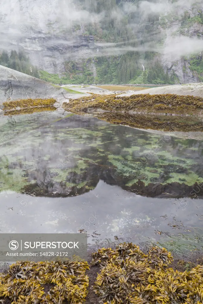 Tidal pools at coast, Endicott Arm, Alaska, USA