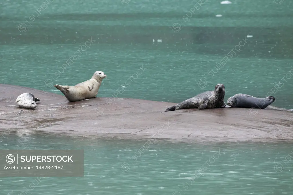 Harbor seals (Phoca vitulina) on rock, Endicott Arm, Alaska, USA
