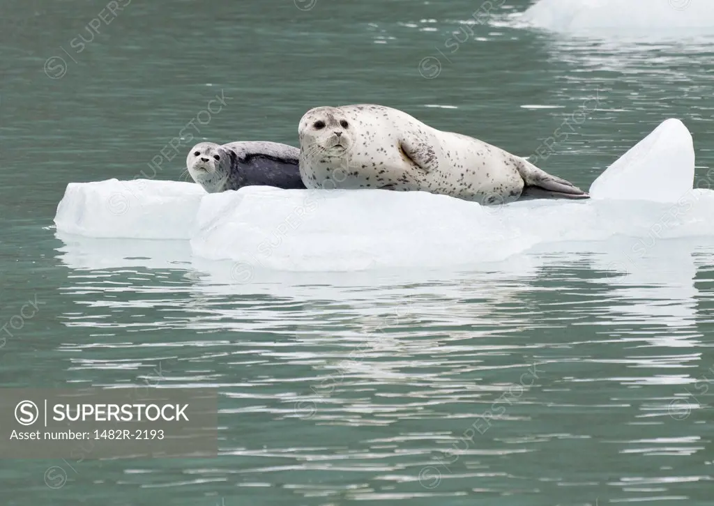 USA; Southeast Alaska; Endicott Arm; harbor seal with pup