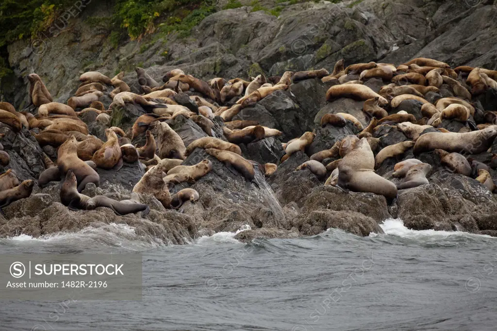 Steller sea lions (Eumetopias jubatus) at coast, Frederick Sound, Alaska, USA