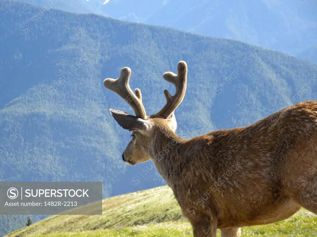 USA, Washington, Olympic National Park, Hurricane Ridge, buck deer