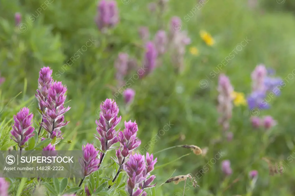 USA, Washington, Olympic National Park, Deer Park, Small-flowered Paintbrush (Castilleja parvilflora), close-up