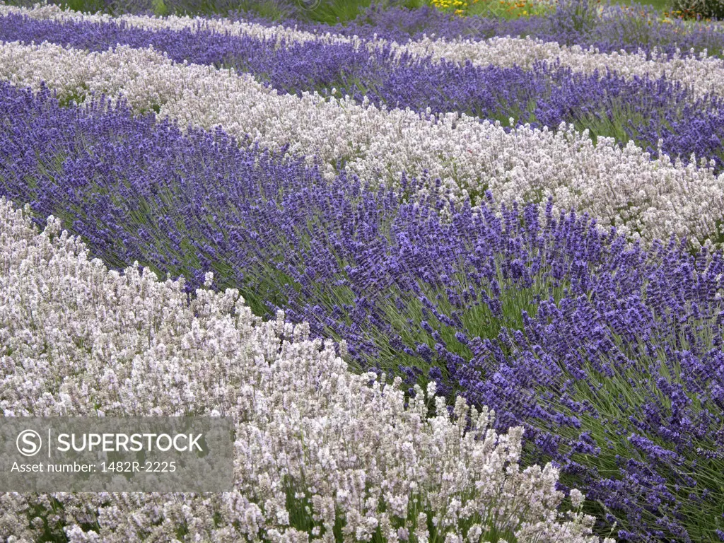 USA, Washington State, Sequim, Lavender field