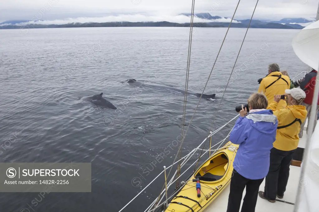 Tourists photographing Humpback whales (Megaptera novaeangliae), British Columbia, Canada